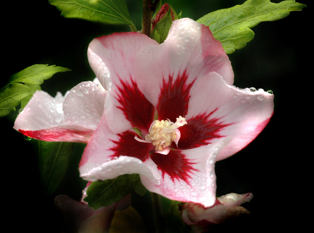 rose of sharon
